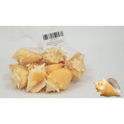 ΔΙΑΚΟΣΜΗΤΙΚΑ ΚΟΧΥΛΙΑ Νο15 QF18A021 0.5kg 0513015
