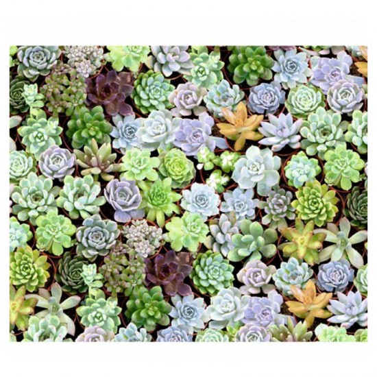 ΧΑΡΤΙ URSUS 50X68/300GR SUCCULENT PLANTS